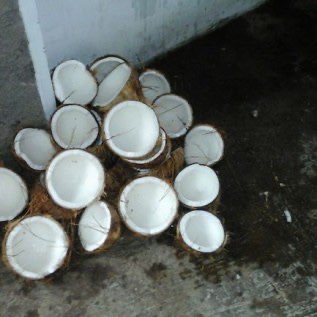 Kelapa Tua Grade A