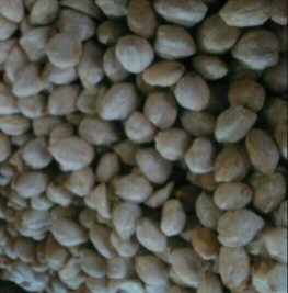 jual kemiri utuh