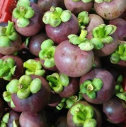 Jual Buah Manggis Quality Export