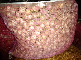 bawang-bawang lanang/tunggal lokal