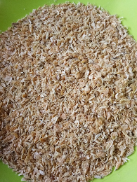 Udang rebon