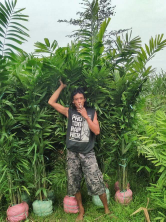 jual pohon palem waregu 