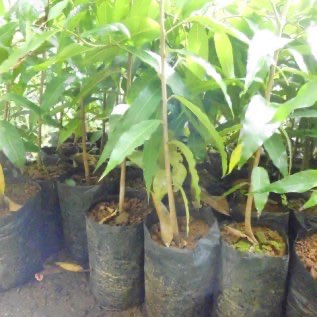 bibit kayu glodogan tiang siap tanam banyak manfaat