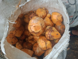 Jual Temulawak Glondongan