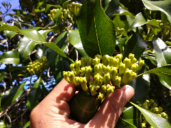 borongan cengkeh di kebun