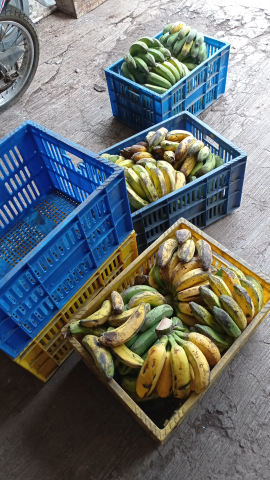 serba serbi pisang