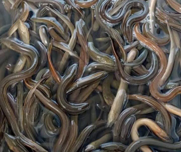 belut Fresh atau Frozen ( Fresh or Frozen Eel Fisih) DI Yogyakarta