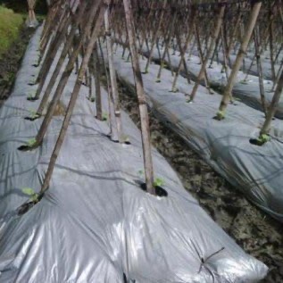 Plastik Mulsa Mutu Terjamin Harga Bersaing