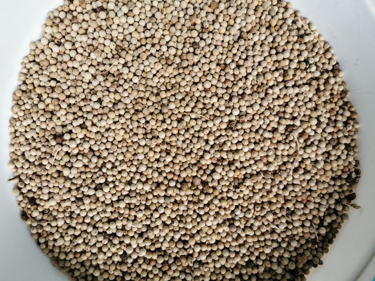 Merica Putih Bulat Utuh / Lada Putih Bulat Utuh / White Pepper Bangka Belitung