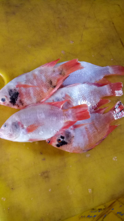 nila merah dan tombro/mas
