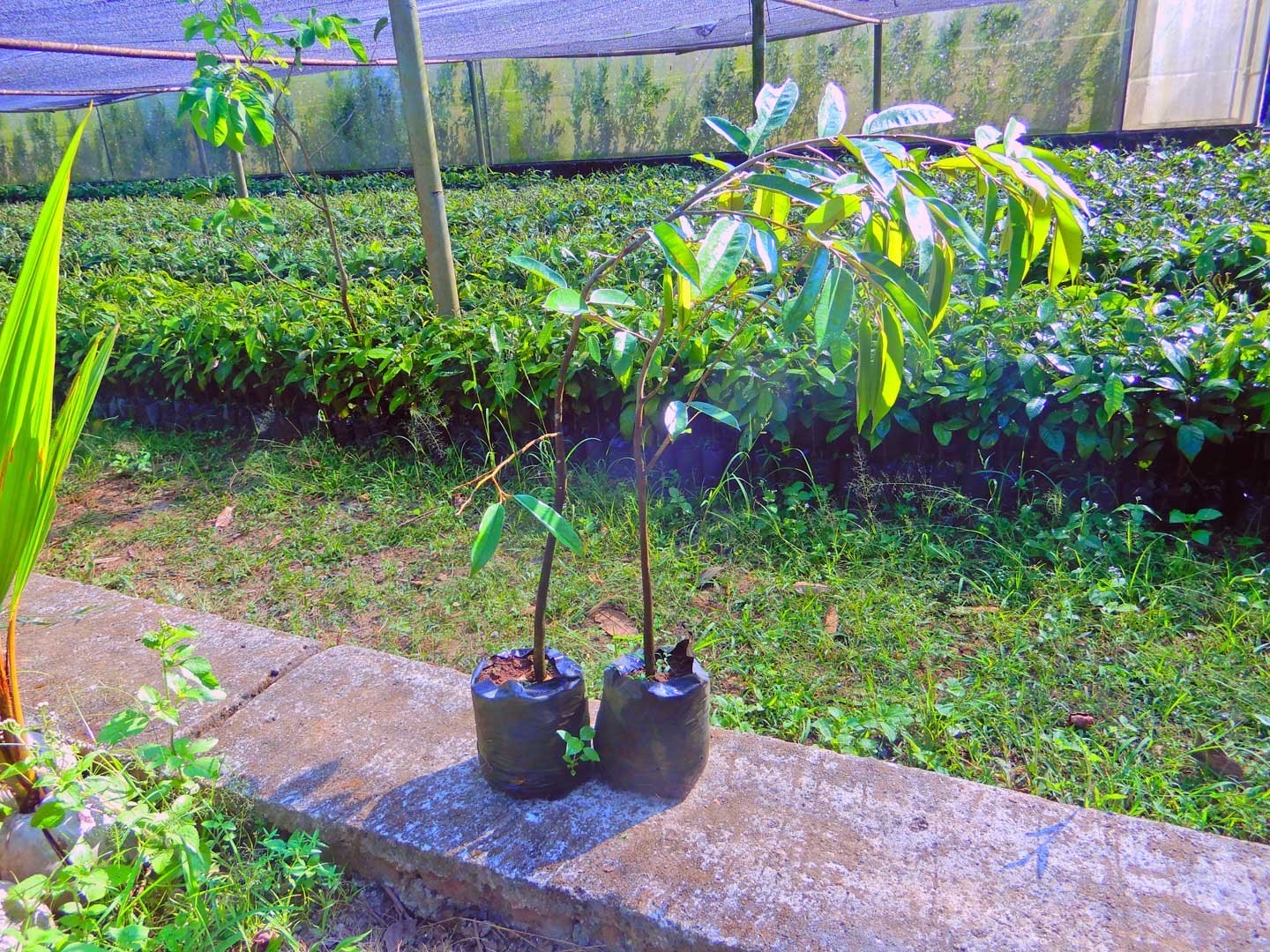 Jual Bibit Durian Duri Hitam