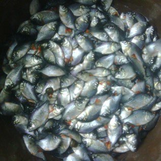 Jual benih bawal murah unggul