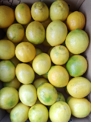 Lemon Fresh
