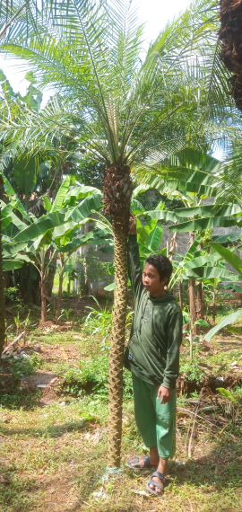 Jual pohon palem ponix /