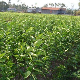 Jual Bibit Jeruk Bersertifikat super murah di Purworejo