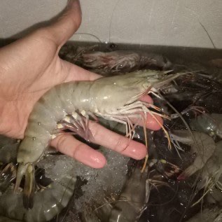 Jual udang WINDU, PECI & VANAME