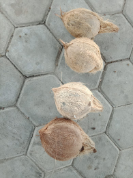 kelapa tua asal Lampung