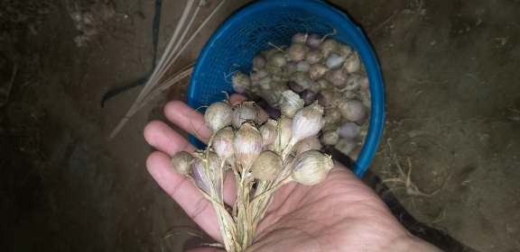 Bawang lanang tunggal lokal lereng gunung perahu