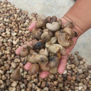 Suplai : JAMBU METE & KEMIRI GLONDONGAN; CABE RAWIT MERAH & KRITING; KOPRA GUDANG; ARANG TEMPURUNG;JAGUNG PIPIL DLL