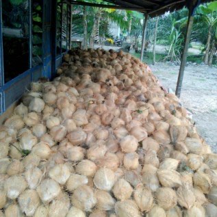 kelapa tua AB