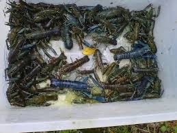 Jual Lobster Jakarta - Reza Farm