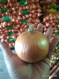 Bawang Bombay