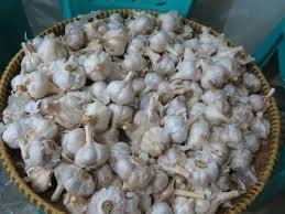 Bwang Putih Kating Termurah