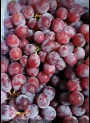 Anggur Red Globe Import