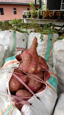 ubi jalar putih