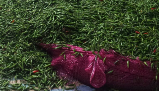 jual kunyit jahe kencur dan cabe