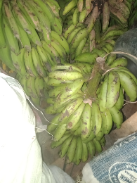 pisang ambon, kepok, kapas,  raja bulu