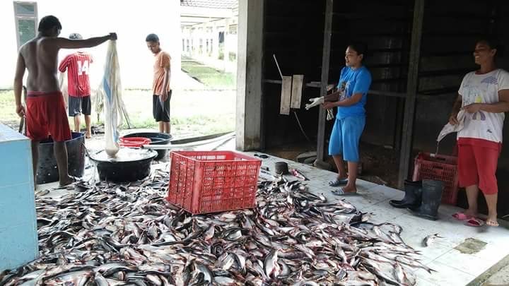 jual ikan patin segar dan patin asap(salai)