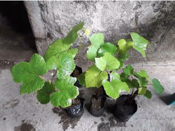 BIBIT ANGGUR