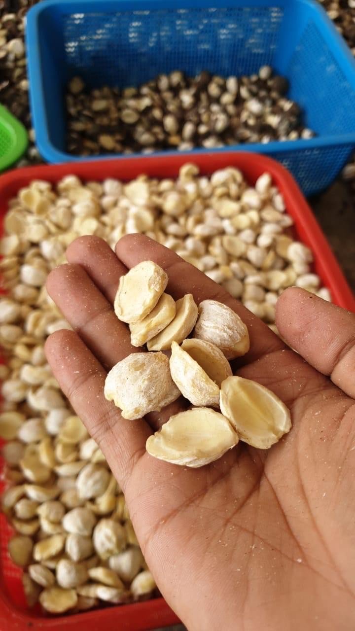 Kemiri Pecahan Kupas