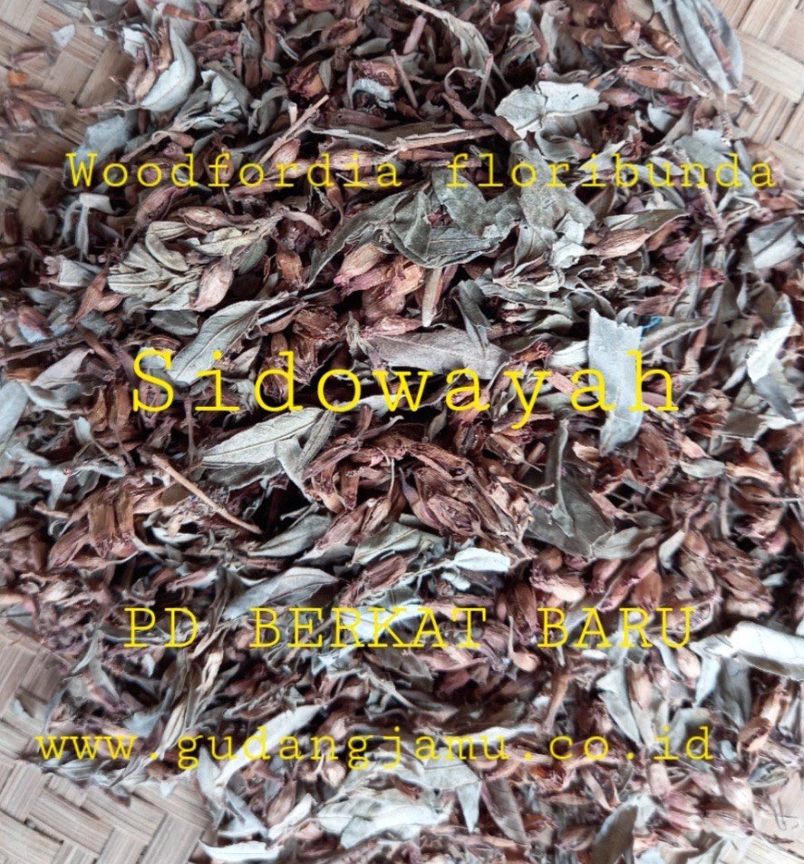 BUNGA SIDOWAYAH WOODFORDIAE FLOS