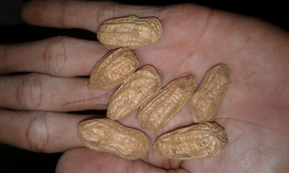 kacang tanah basah