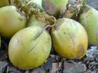 kelapa muda kopyor