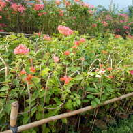 jual pohon bougenville murah