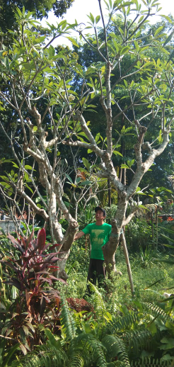 jual pohon flamboyan.dll