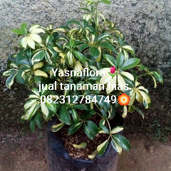 jual tanaman wali songo 
