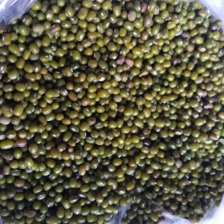 Kacang hijau kecambah 