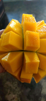 mangga harum manis / klonal