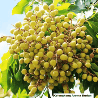 bibit kelengkeng aroma durian kualitas super dengan rasa yang unik manis harum durian