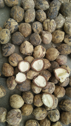 Kemiri kulit ex NTT ready stok 6 t