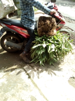 bibit porang
