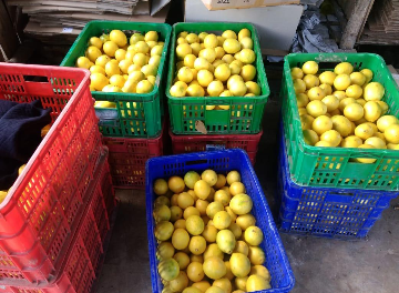 JERUK LEMON CALIPORNIA