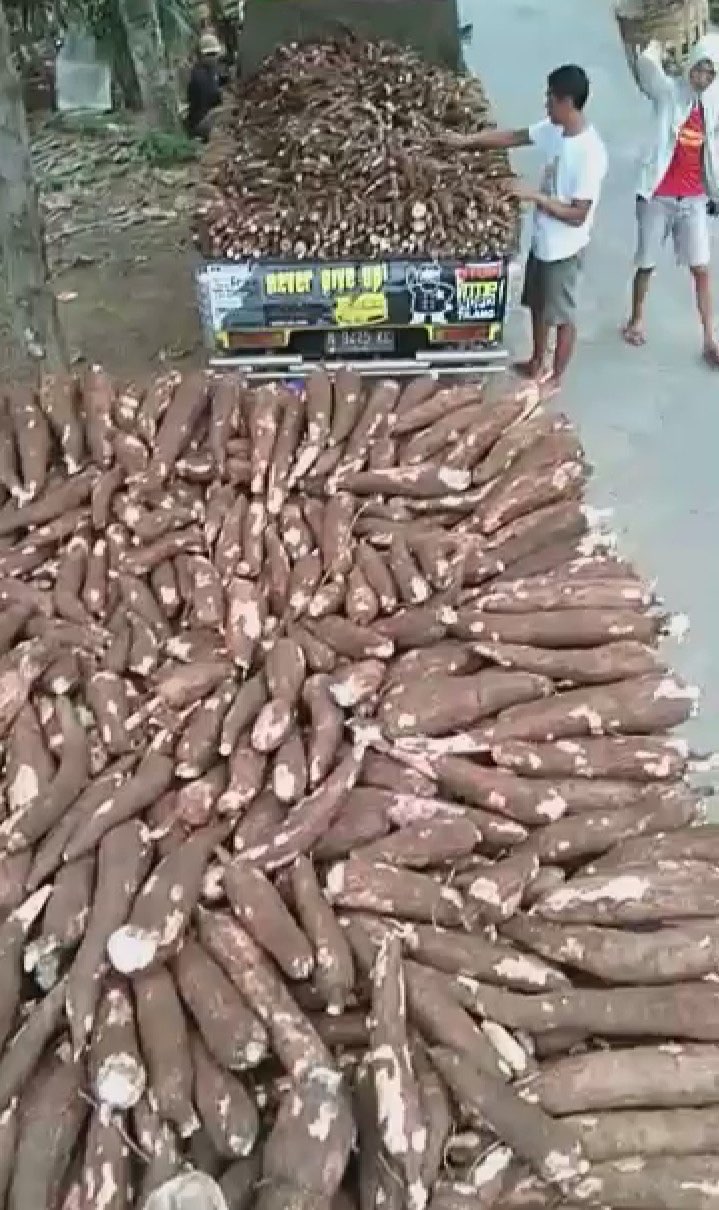 SINGKONG KETAN KWALITAS SUPER UNTUK KRIPIK