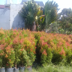 jual pohon pucuk merah 