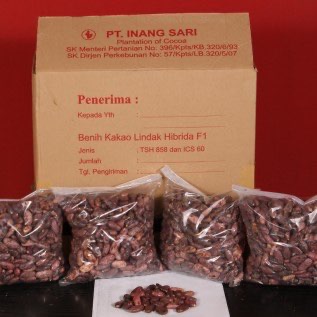 Jual Benih Kakao Unggul Lindak Hibrida