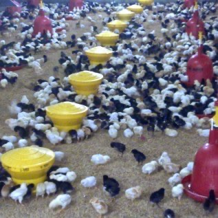Doc ayam kampung super dan asli